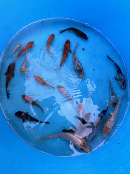 Baby koi fish outlet for sale cheap