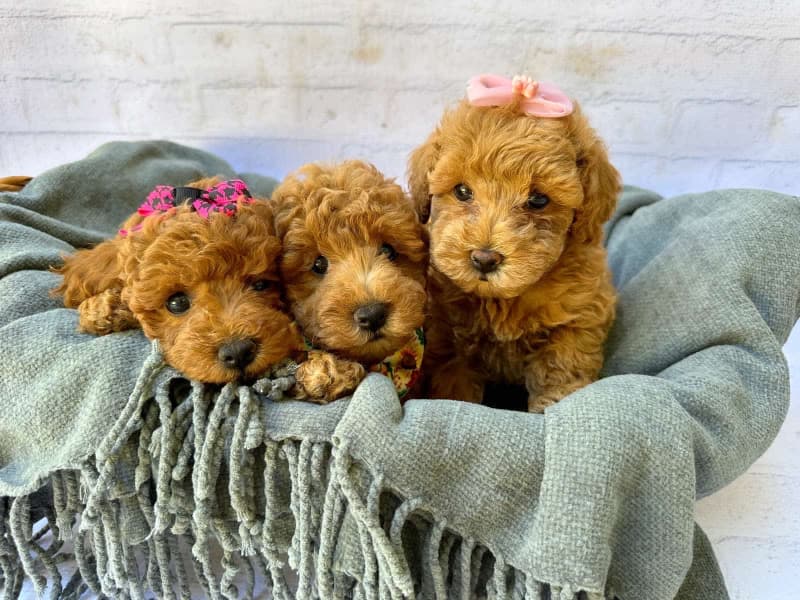 Gumtree toy outlet cavoodle