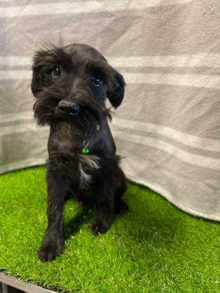 Black Schnauzer Free Mini Schnauzer Terrier Free Schnauzer Puppies