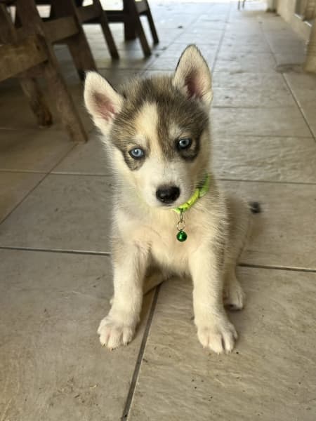 Husky gumtree hot sale