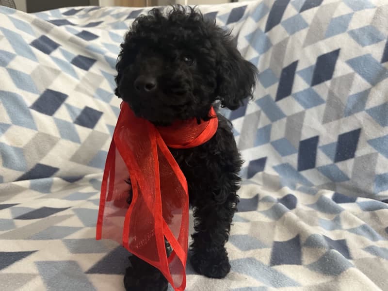 any advice for crate training a toy poodle puppy