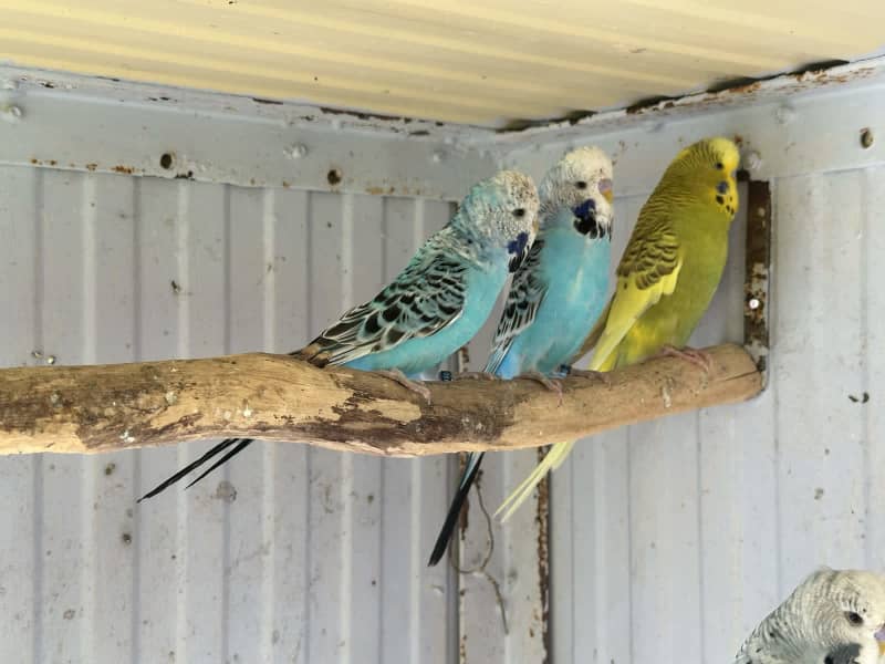 Budgies for sale central 2024 coast