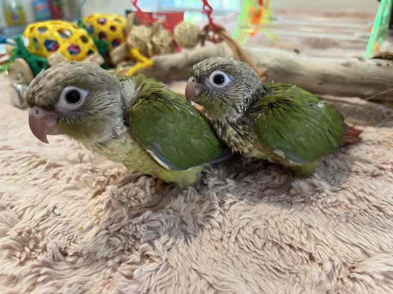 green cheek conure gumtree