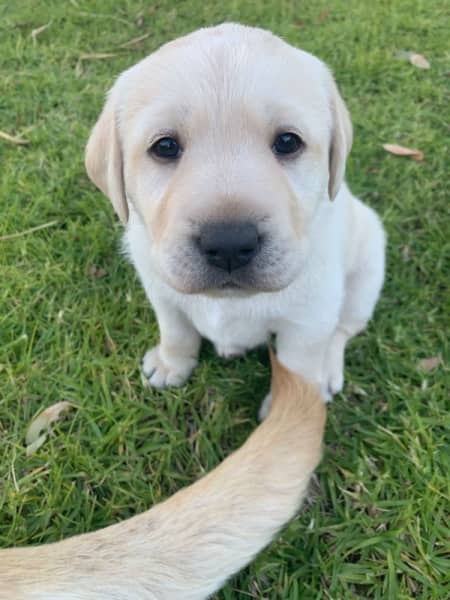 how much is a labrador puppy in australia