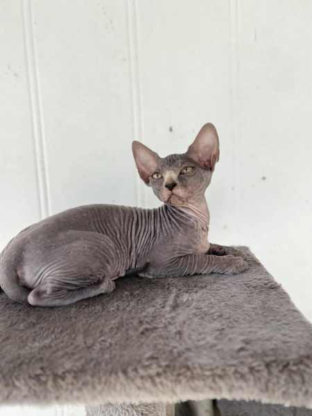 Hairless sales cat gumtree