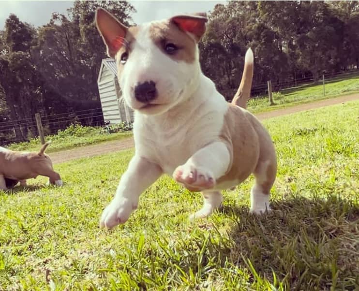Miniature Bull Terrier Puppies | Dogs & Puppies | Gumtree Australia  Manjimup Area - Manjimup | 1315819533