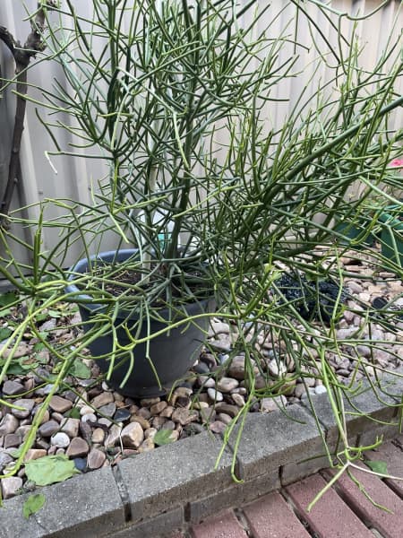 pencil cactus | Plants | Gumtree Australia Free Local Classifieds