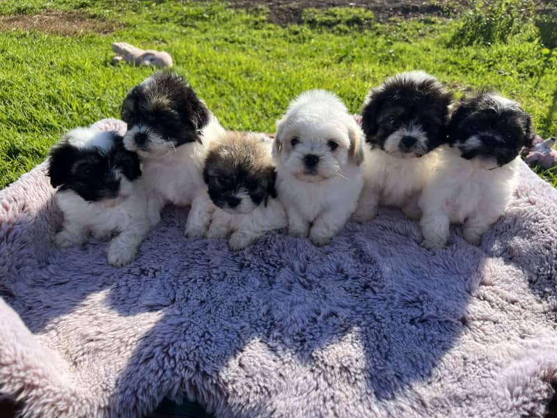 What Age Can You Sell Puppies In Australia