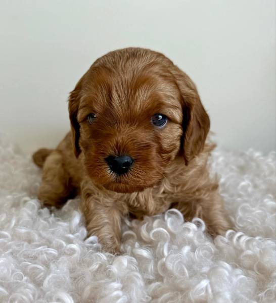 Oazifestiv Red Toy Cavoodle Puppy Red Mini Cavoodle Puppies Dogs - Main Image