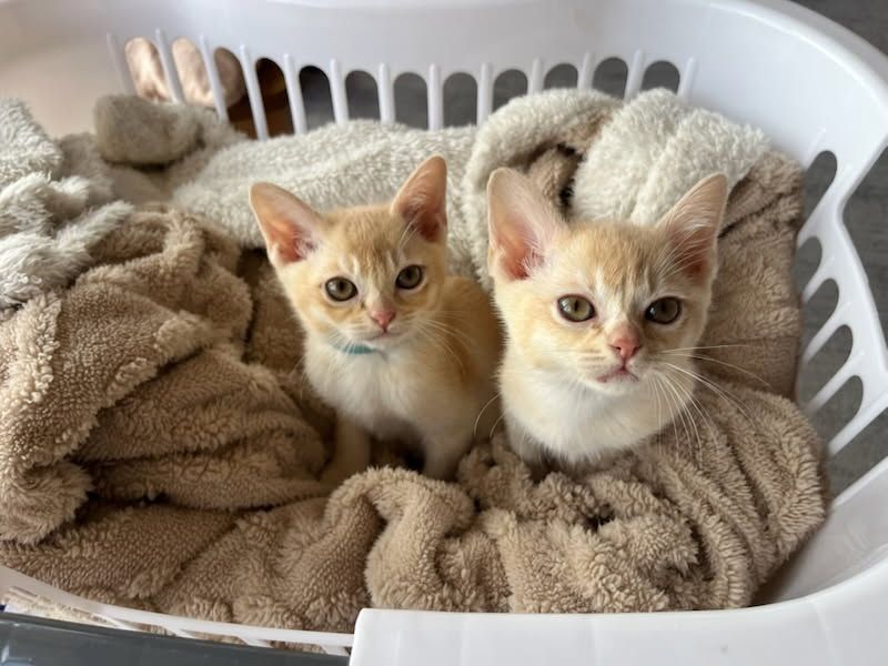 Animal Shelter Burmese Cats Needing New Homes Tabby Burmese