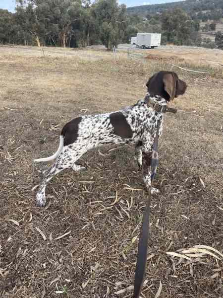 Gumtree german shorthaired store pointer