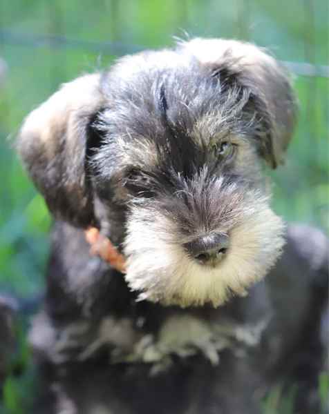 Schnauzer gumtree sale