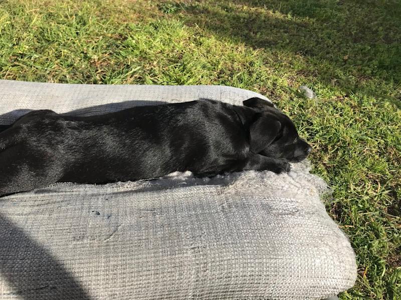 Is Labrador Good For Guard Dog