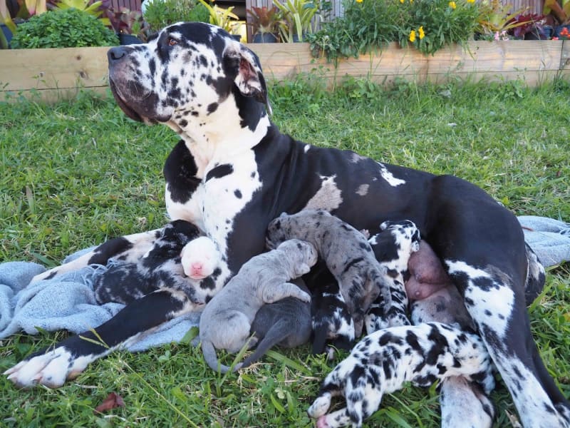 how many puppies do great danes have their first litter