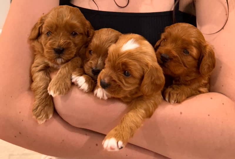 toy cavoodles for sale gold coast