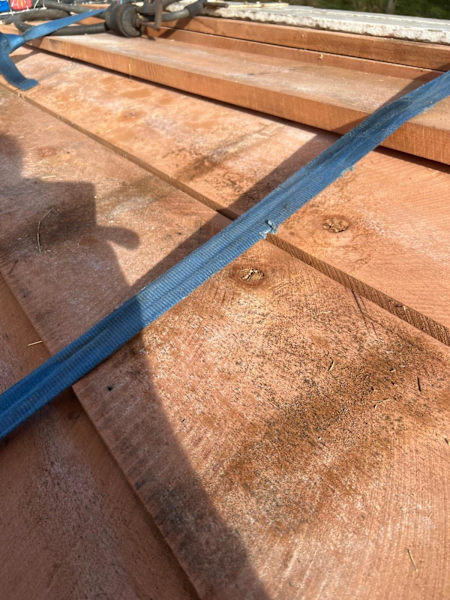 Myrtle Blackwood and sassafras 63438638498433110