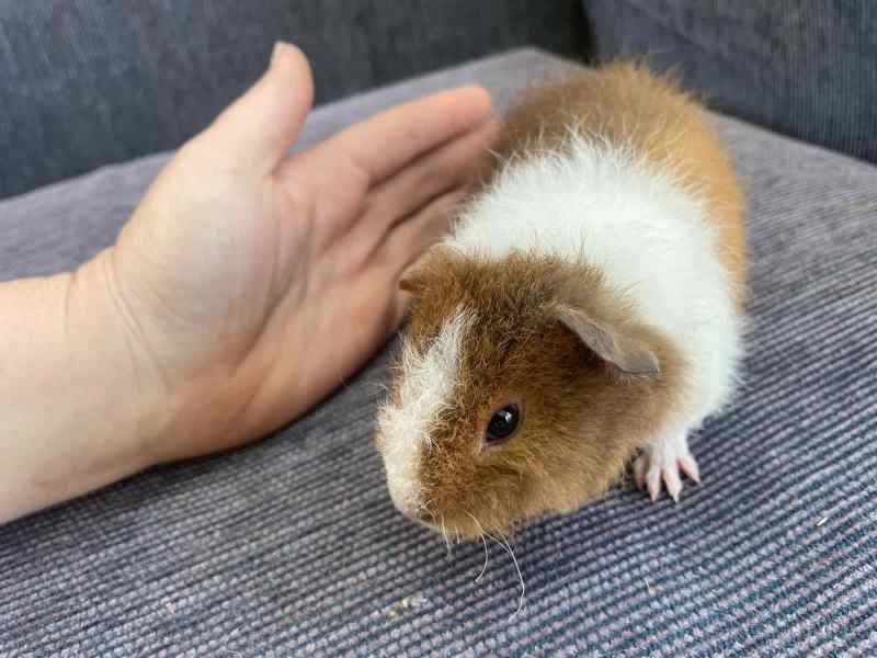 guinea pigs for sale near me gumtree