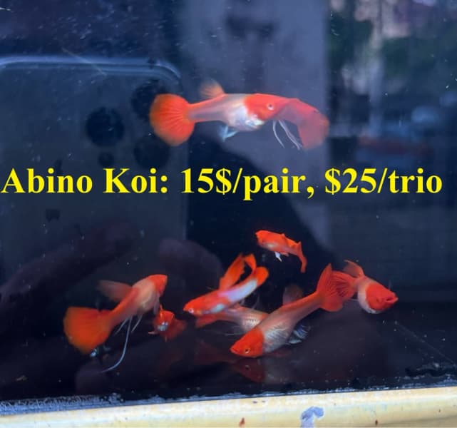 fish tank goldfish in Queensland  Gumtree Australia Free Local Classifieds