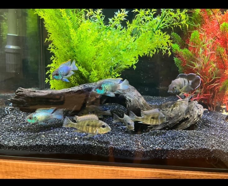 cichlid fish for sale near me