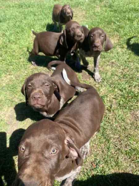 Gumtree german shorthaired store pointer