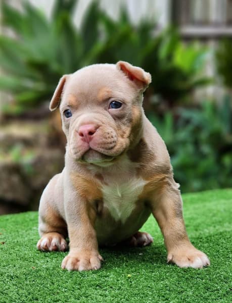 American sales bully gumtree