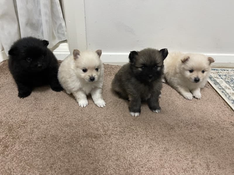 gumtree toy pom puppies