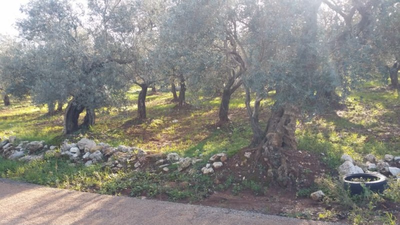Land for sale in North lebanon al koura62882779547521111