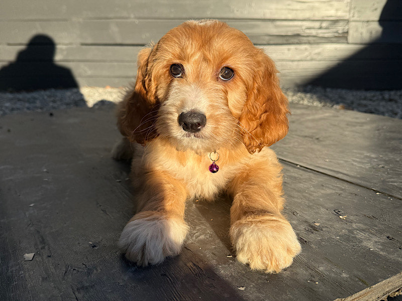 Miniature Medium Groodles For Sale Puppy Miniature Groodle Medium