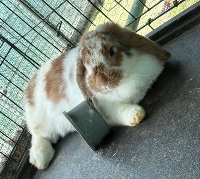 adorable mini lop rabbits Rabbits Gumtree Australia Tweed