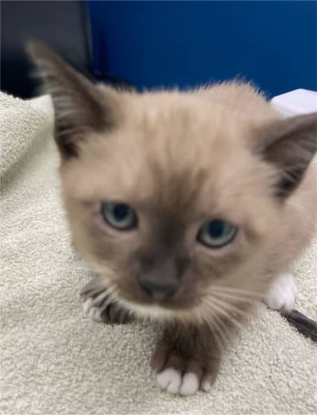 Burmese sales kittens gumtree