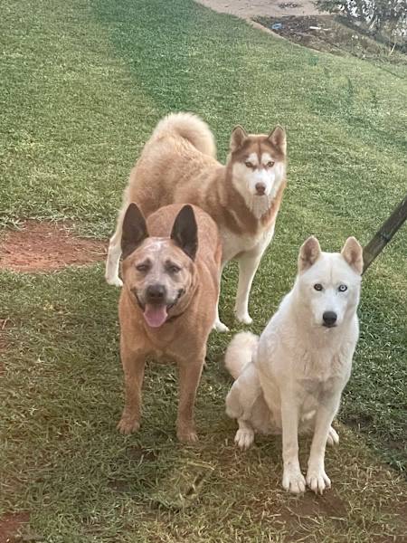 Red Heeler Husky Mix Texas Heeler Golden Retriever Mix Red Heeler - Main Image