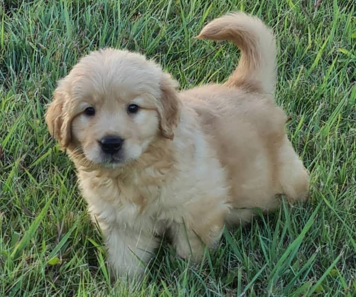 do golden retriever puppies darken