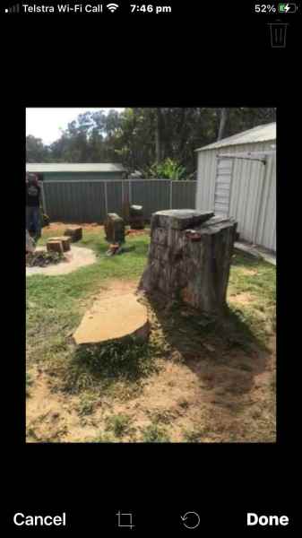 STUMP GRINDING & TREE REMOVAL ALL AREAS FREE QUOTES FULLY INSURED 62863392254211113