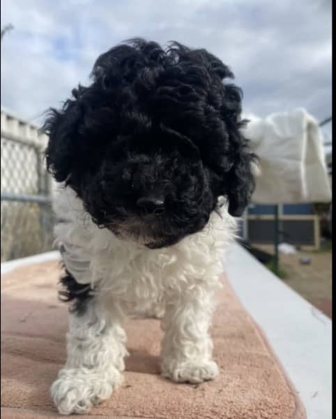 black and white toy poodle puppies