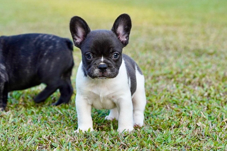 Bulldog Puppies Gumtree Pug Puppies Bulldog Pups Gumtree French