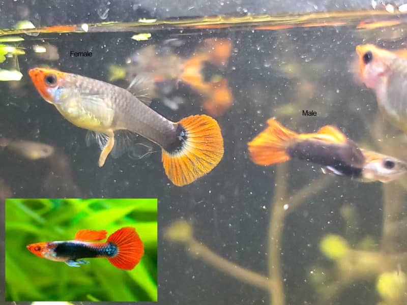 Guppies Tuxedo Red Koi, Japanese Blue, Tiger Endler | Fish | Gumtree  Australia Bassendean Area - Eden Hill | 1309277686