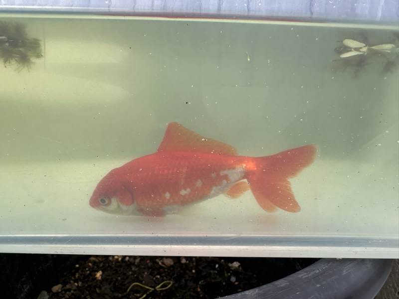 fish tank goldfish in Queensland  Gumtree Australia Free Local Classifieds