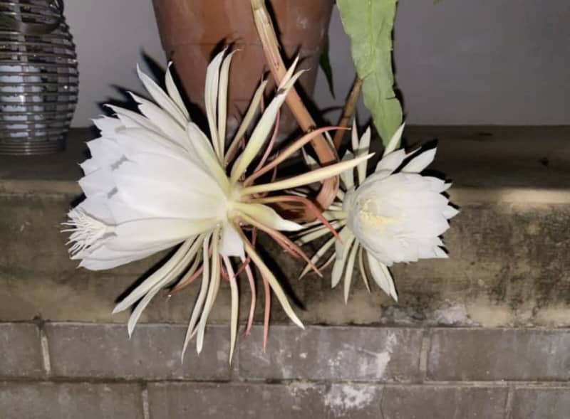 Rare Dama de Noche - Queen of the Night Flowering Orchid/Cactus |  Plants | Gumtree Australia Logan Area - Regents Park | 1308333126