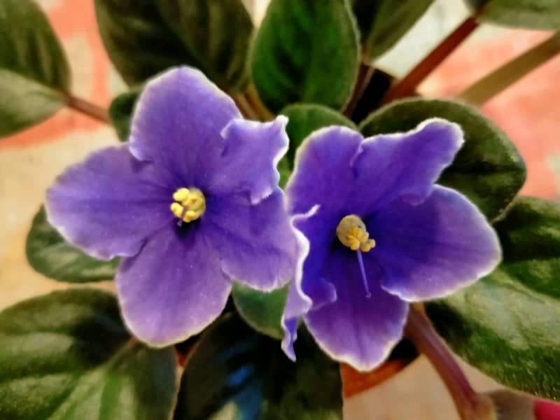 20cm purple African Violet plants | Plants | Gumtree Australia The Hills  District - North Rocks | 1304595604