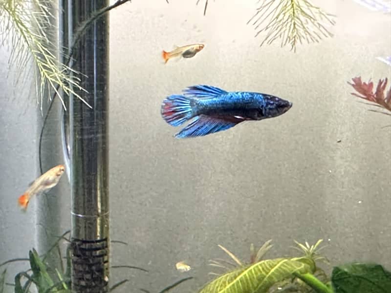 cheap betta fish for sale