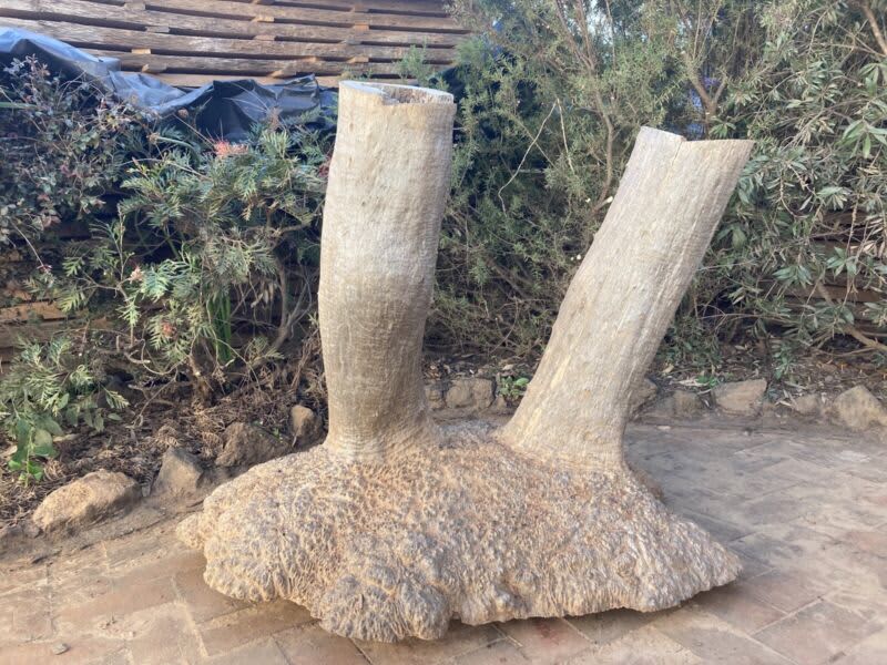 Mallee burl stumps for table bases - feature / decorations63008479839106114