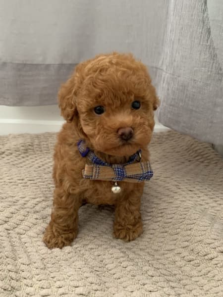 toy poodle cena