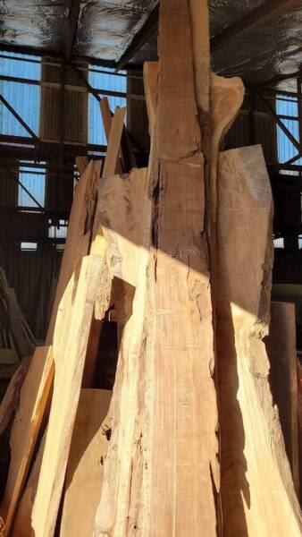 4500mm Mackay Cedar Slab- Undressed63005707718530111