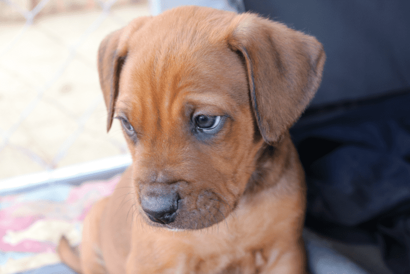 how often do puppies need fleaing and worming