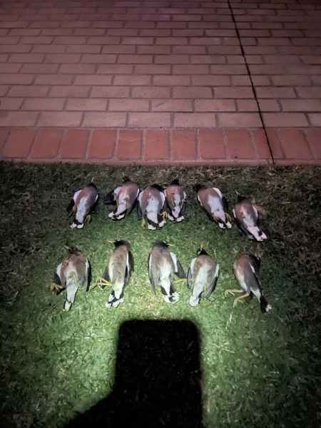 Traps mark MYNA BIRD63004363128321111