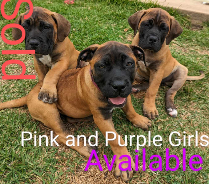 pedigree boerboel puppies sale