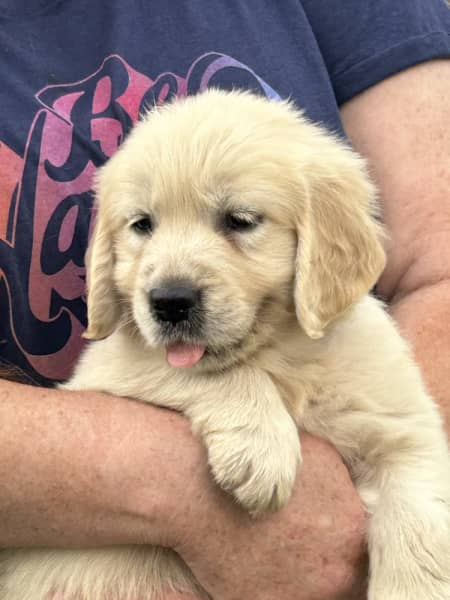 Gumtree golden sale retriever