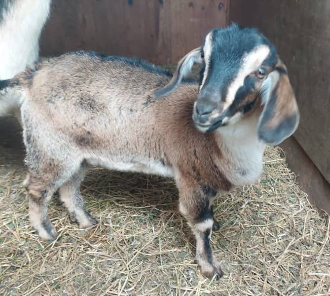 mini nubian goats