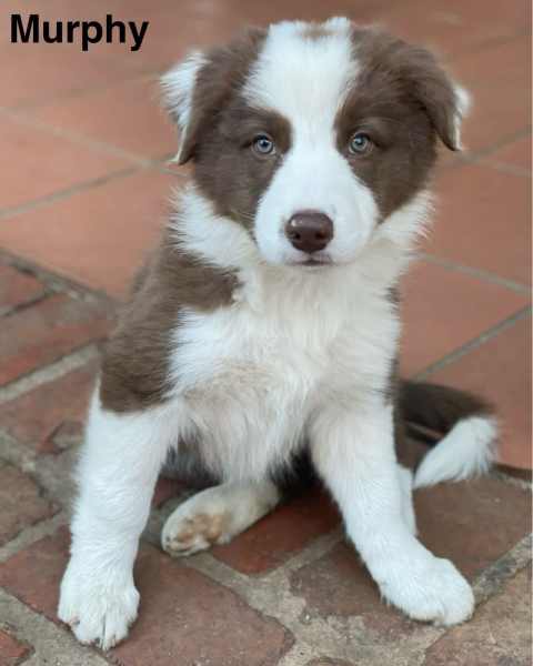 Trading post store border collie vic