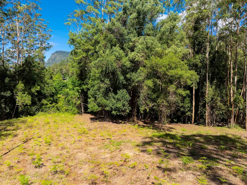 The Rainforest Retreat of Your Dreams62885360162177114